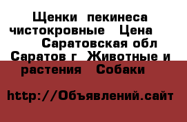 Щенки  пекинеса чистокровные › Цена ­ 4 000 - Саратовская обл., Саратов г. Животные и растения » Собаки   